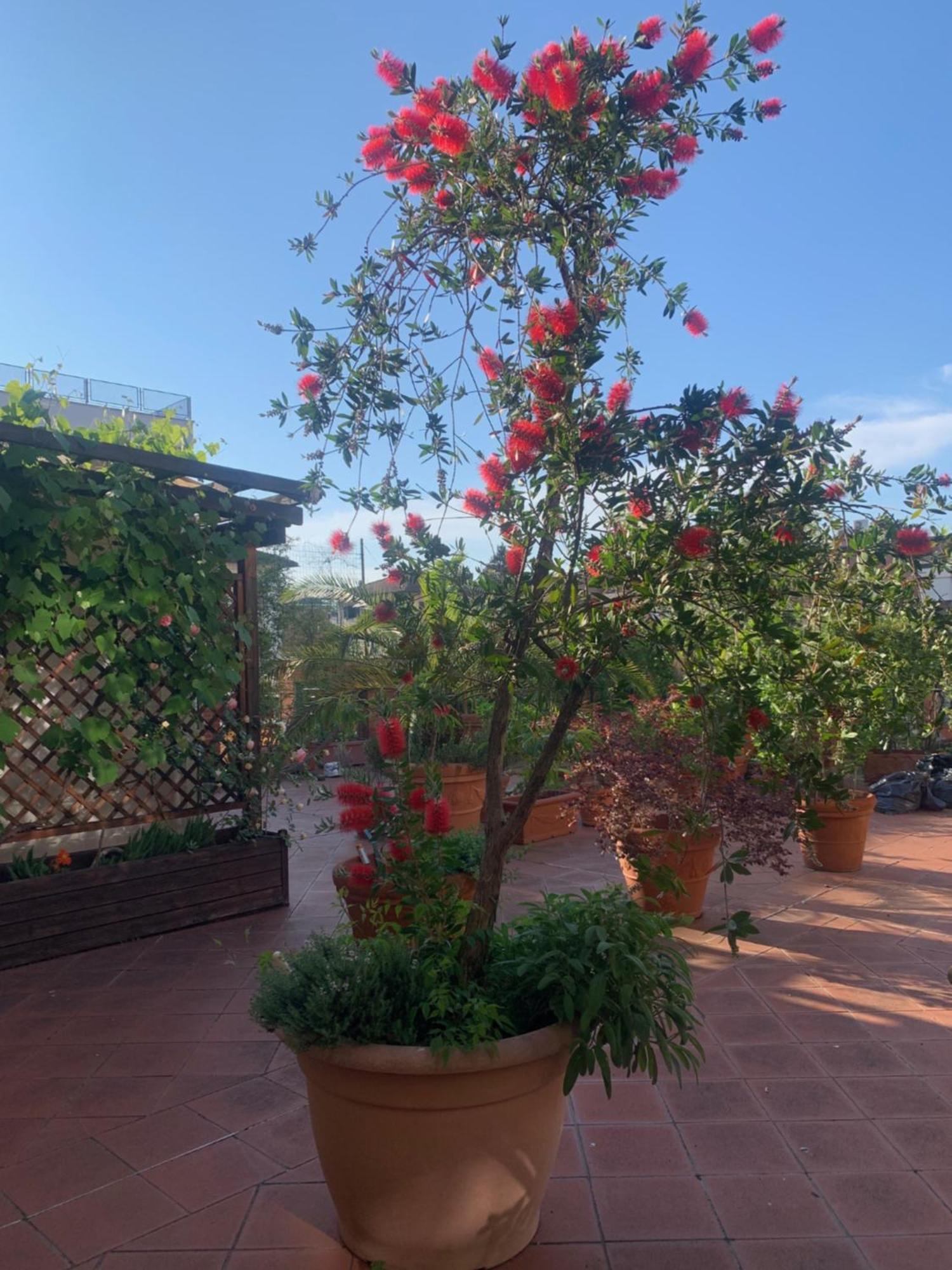 La Terrazza Da Ernestina Apartamento Lucca Exterior foto